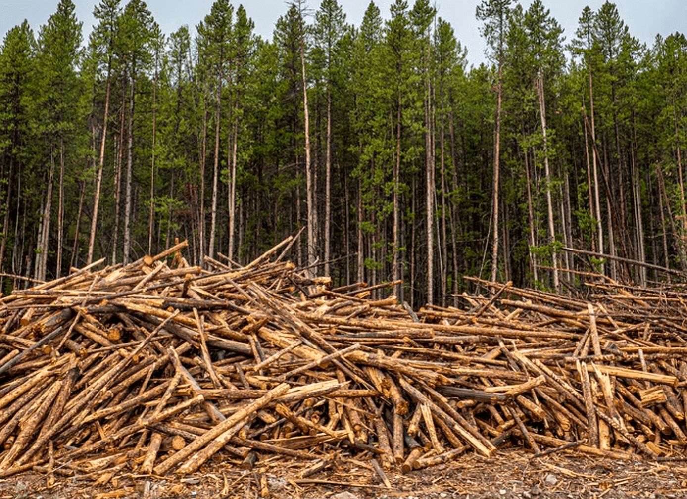 Habitat Loss 