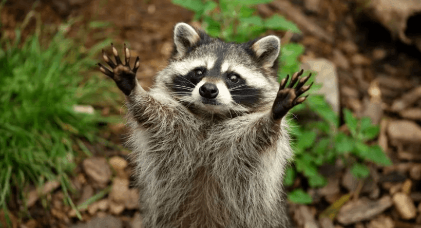 World Raccoon Day, CD Player Day, International Vegetarian Day. What else can be celebrated on October 1