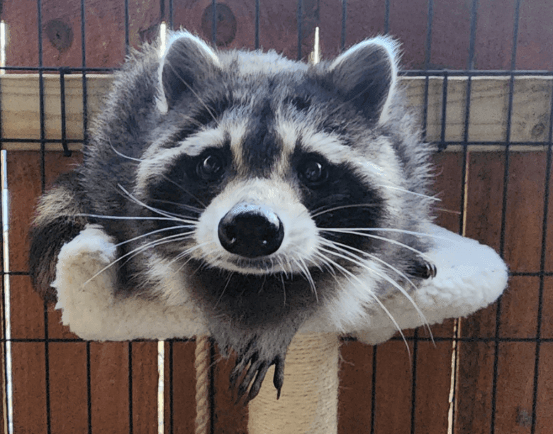 Meet Dory, the Raccoon Who Tried To Win Our Good Dog Photo Contest 